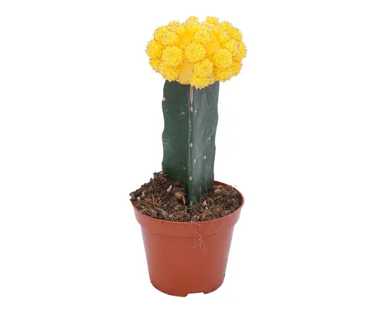 ჰიმნოკალიციუმი Gymnocalycium mix grafted 10 სმ