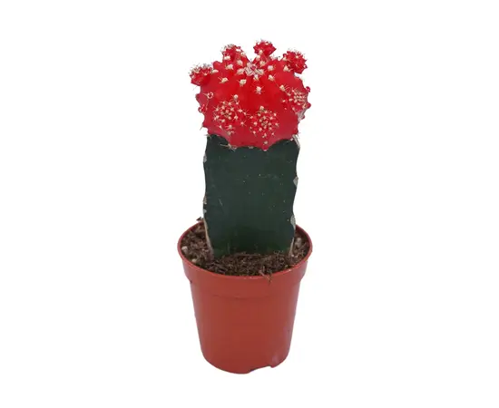 ჰიმნოკალიციუმი Gymnocalycium mix grafted 10 სმ