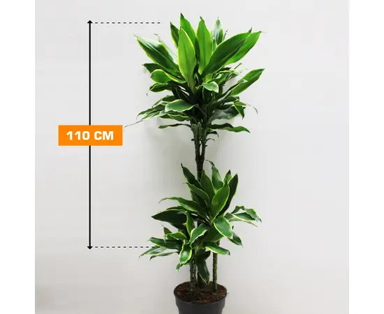 დრაცენა Dracaena Golden Coast 110 სმ