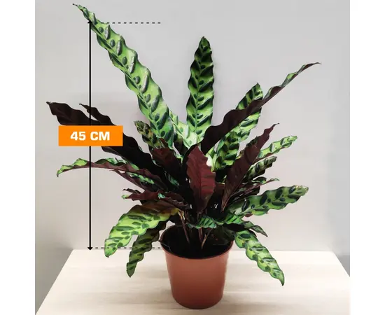 Калатея Calathea rufibarba 45 см