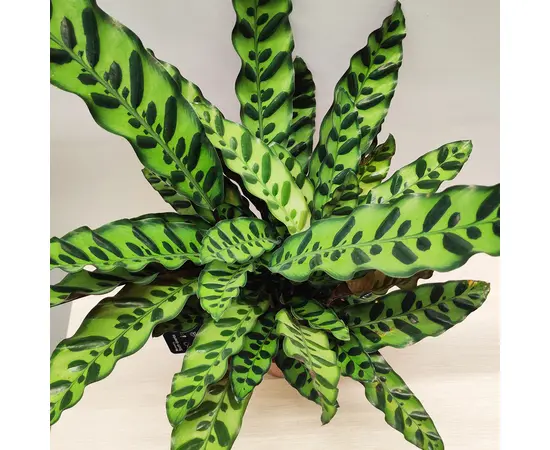Калатея Calathea rufibarba 45 см