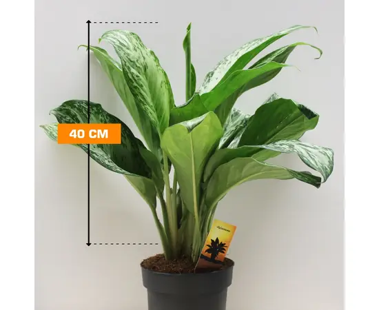 Aglaonema Silver Bay 19/50
