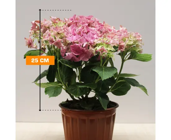 Гортензия Hydrangea mixed 25 см