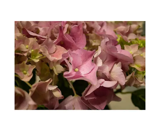 Гортензия Hydrangea mixed 25 см