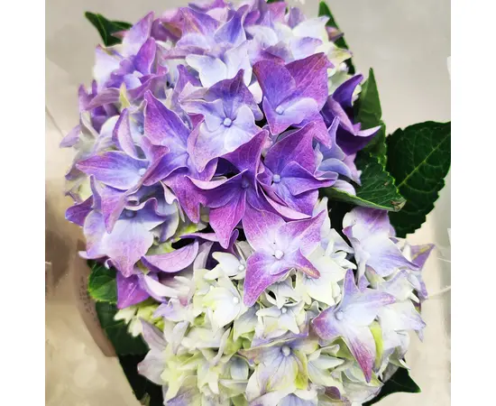 Гортензия Hydrangea mixed 25 см