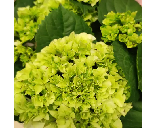 Гортензия Hydrangea mixed 25 см
