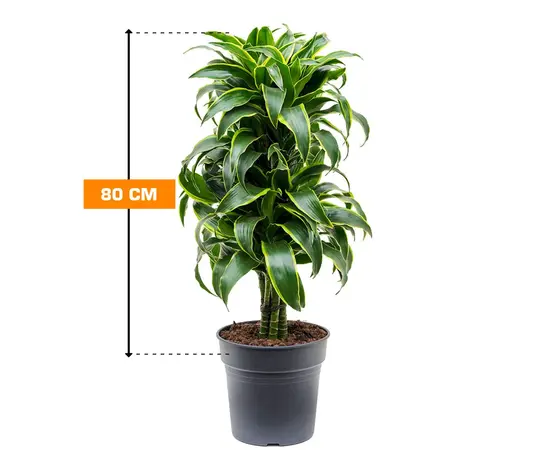 დრაცენა Dracaena Dorado 80 სმ
