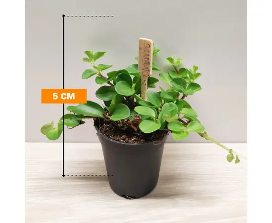 პეპერომია Peperomia Rotundifolia 5 სმ