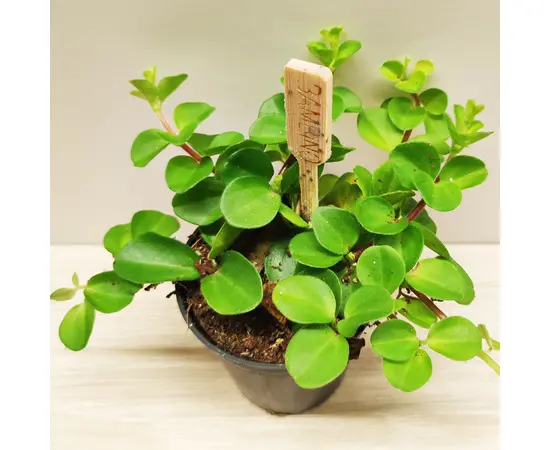 პეპერომია Peperomia Rotundifolia 5 სმ