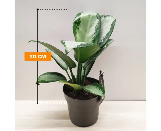 Аглаонема Aglaonema Silver Blue 20 см