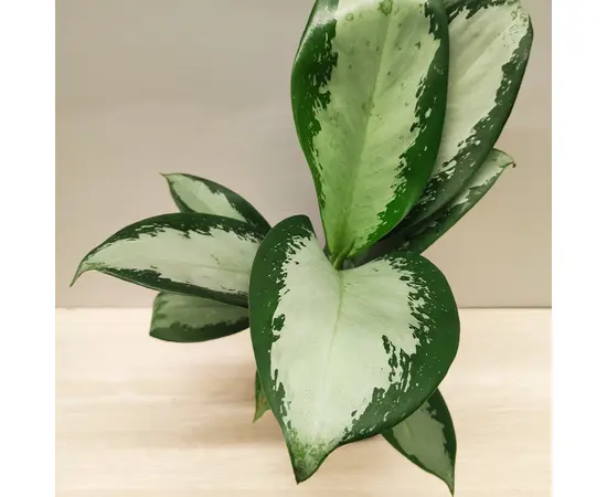 Аглаонема Aglaonema Silver Blue 20 см