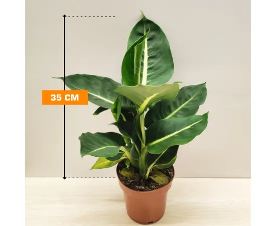 დიფენბახია Dieffenbachia Green Magic Purify 35 სმ