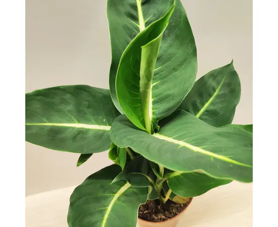 დიფენბახია Dieffenbachia Green Magic Purify 35 სმ