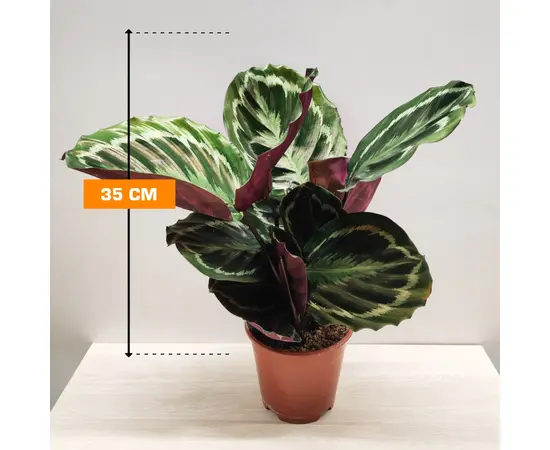 კალათეა Calathea Medallion 35 სმ