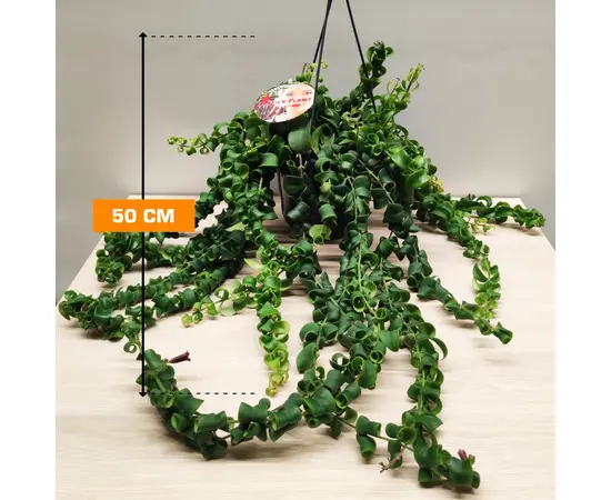 Эсхинатус Aeschynanthus mix 50 см