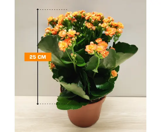 კალანხოე Kalanchoe blos mix 25 სმ