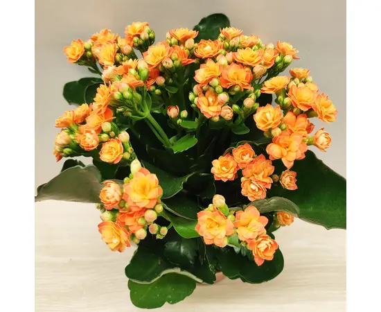 კალანხოე Kalanchoe blos mix 25 სმ