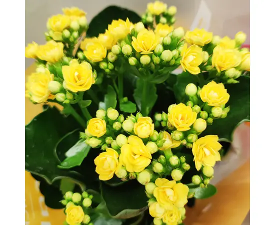 კალანხოე Kalanchoe blos mix 25 სმ