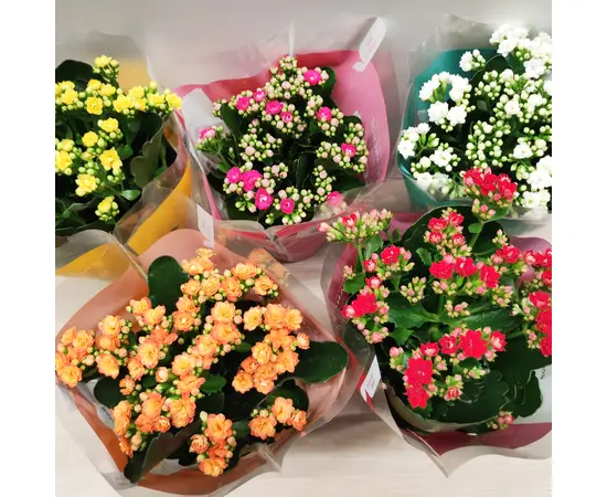 კალანხოე Kalanchoe blos mix 25 სმ
