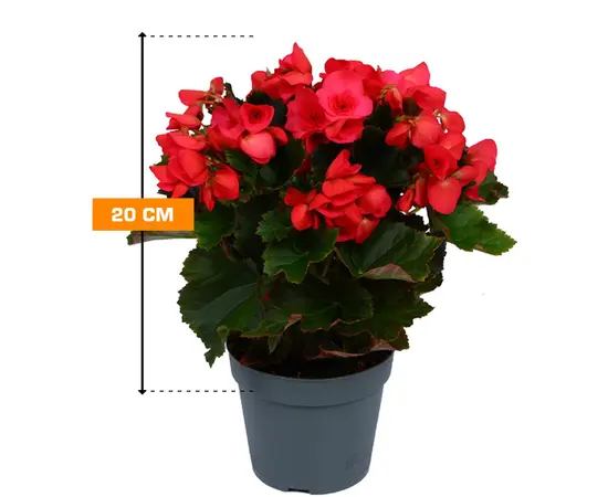 Бегония Begonia elatior mix P14 Premium 20 см