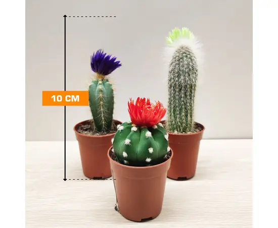 კაქტუსი Cactus luxe mix/Pilocereus chrysostele 505/5