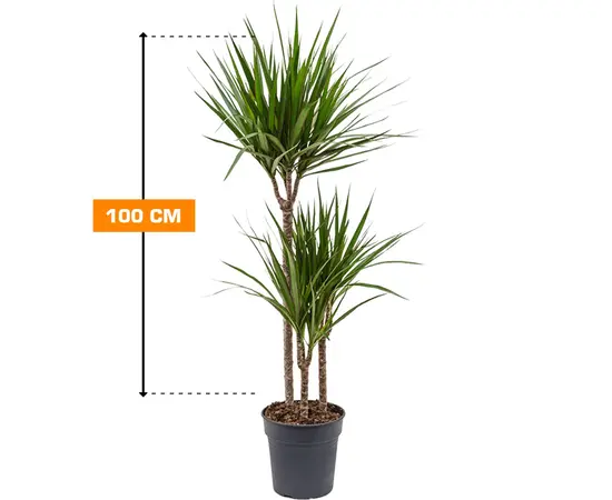 Драцена Marginata 100 см