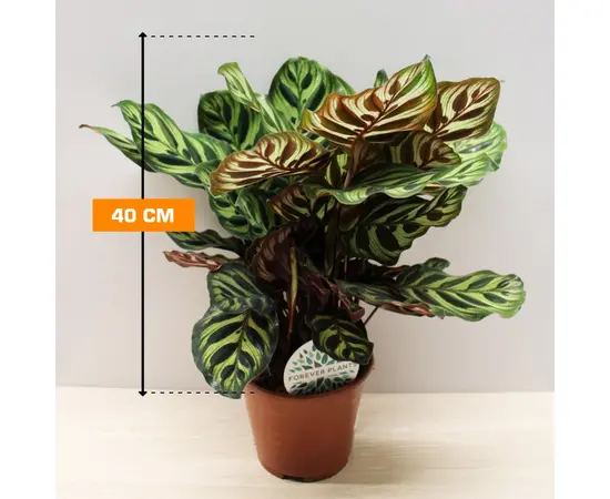 კალათეა Calathea Makoyana 40 სმ