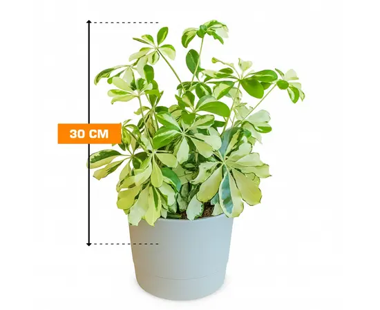 Шеффлера Schefflera Charlotte busch 30 см
