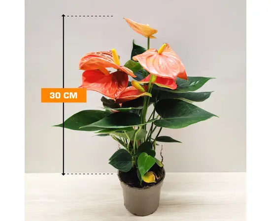 ანტურიუმი Anthurium Orange Champion 30 სმ