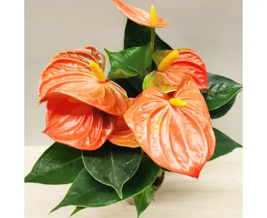 ანტურიუმი Anthurium Orange Champion 30 სმ