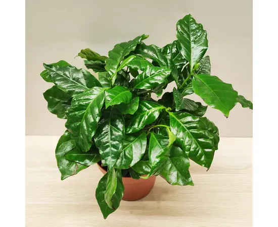 Coffee tree COFFEA ARABICA 20 cm