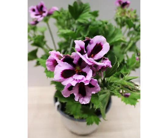 Пеларгония Pelargonium Hanging 30 см