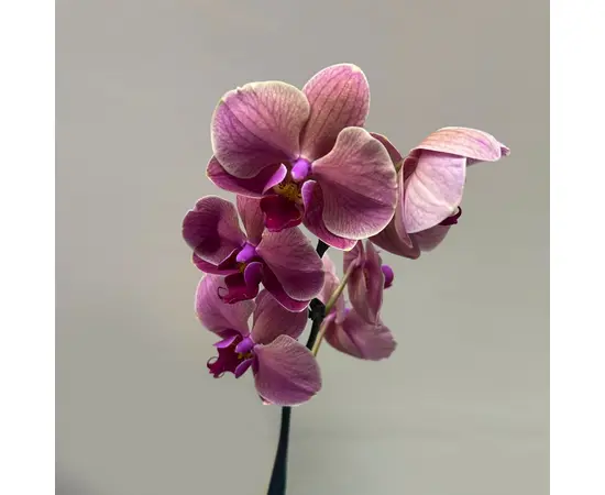 ორქიდეა PHALAENOPSIS 1 SPIKE 80 სმ