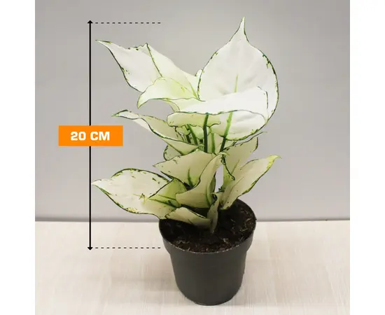 Aglaonema White Lime 12/35