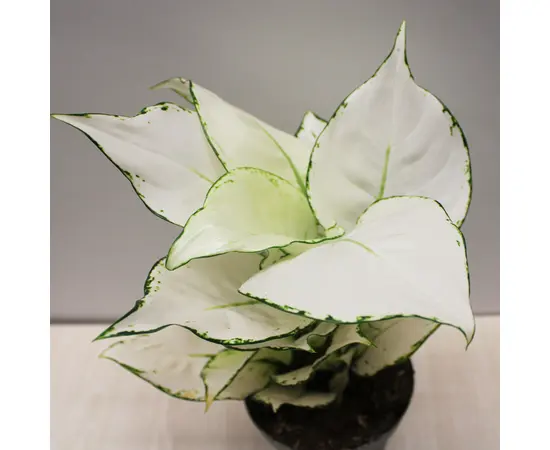 Aglaonema White Lime 12/35