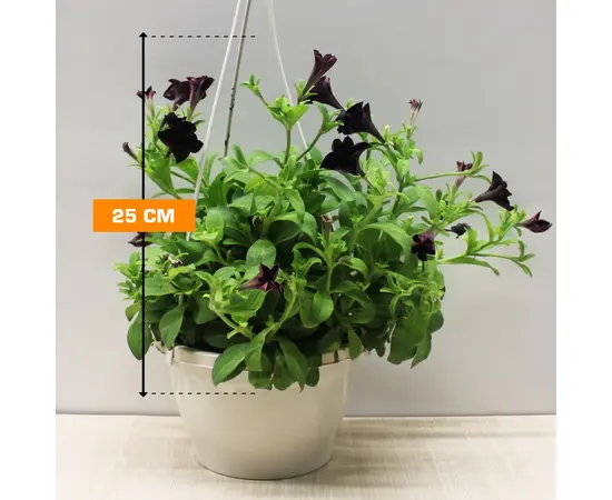 Петуния PETUNIA HANGING 25 см