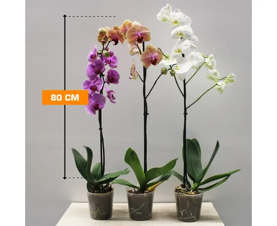 ორქიდეა PHALAENOPSIS 1 SPIKE 80 სმ