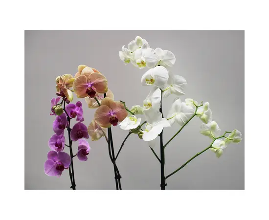ორქიდეა PHALAENOPSIS 1 SPIKE 80 სმ