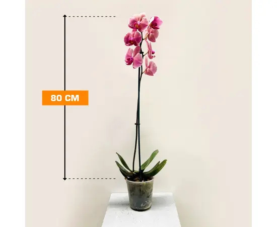 ორქიდეა PHALAENOPSIS 1 SPIKE 80 სმ