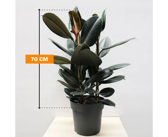 ფიკუსი Ficus Abidjan 27/90