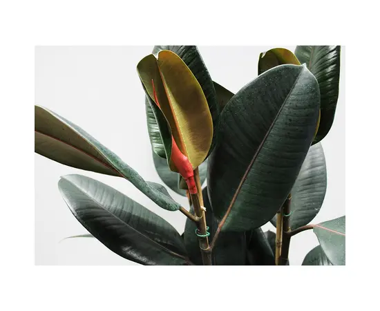 ფიკუსი Ficus Abidjan 27/90