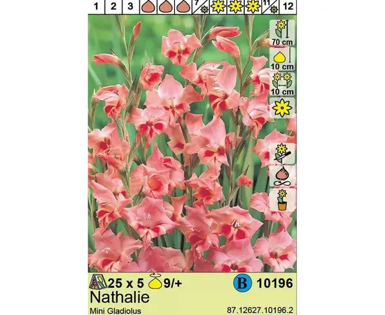 ბოლქვოვანი HBM STAR CAPPERLINE STA Mini Gladiolus Nathalie (x5)