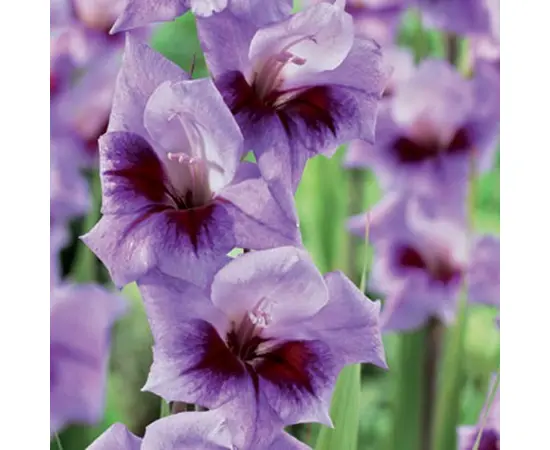 ბოლქვი BES HBM Gladiolus Bono's Memory 10/12 5 ც