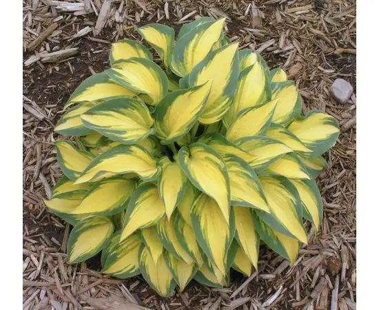 Bulb HBM Hosta Remember Me II 1 pc