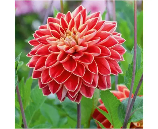 Bulbous HBM STA Dahlia Maxime (x1)