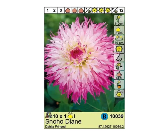 ბოლქვოვანი HBM STA Dahlia Snoho Diana (x1)