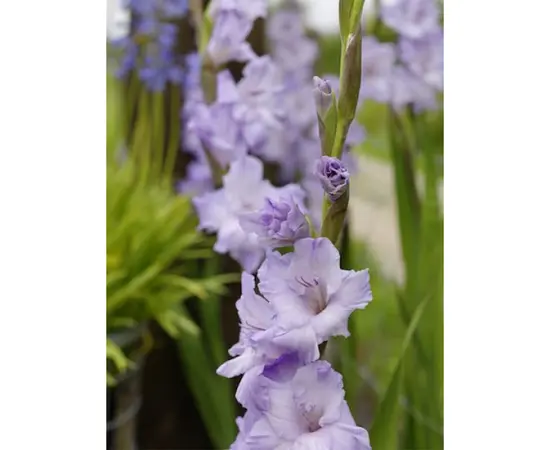 ბოლქვოვანი HBM STA Gladiolus Sweet Blue (x5)