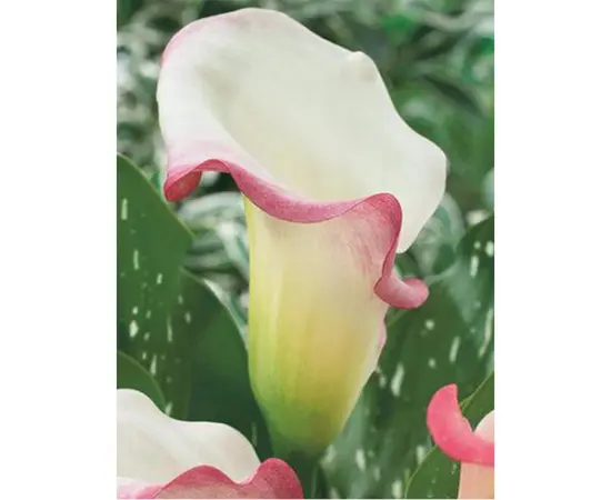 ბოლქვოვანი HBM STA Calla Parfait (x1)