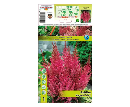 Bulbous HBM STA  Astilbe Maggie Daley (x1)