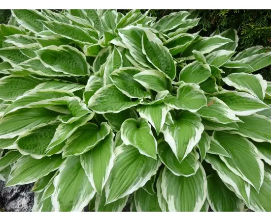 Bulb HBM BES Hosta Undulata Albomarginata II 1 pcs
